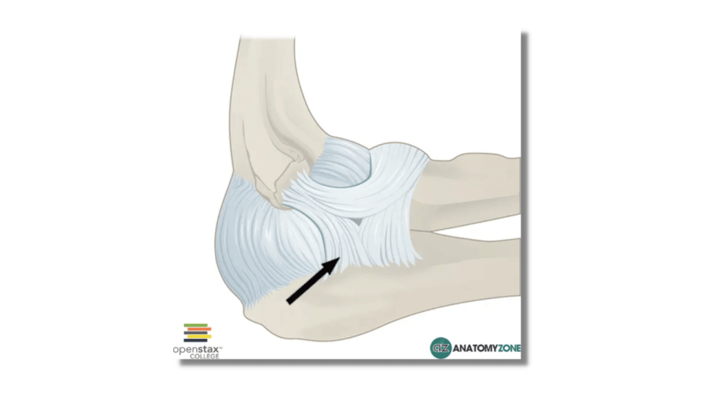 image showing elbow ligaments