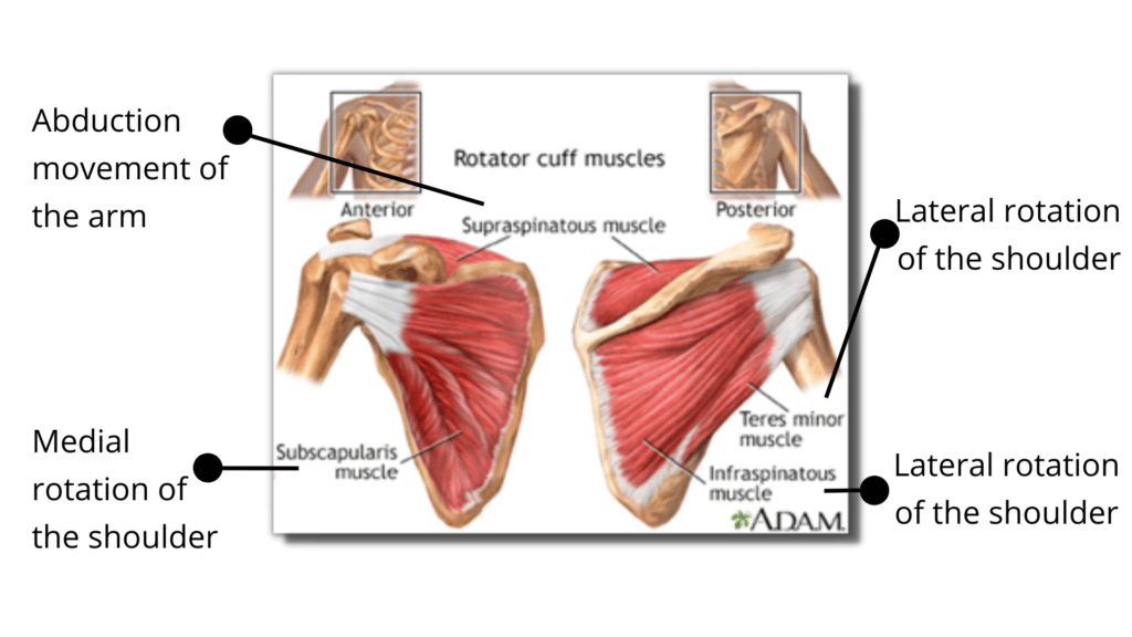 Rotator Cuff Muscles and four parts- Chapmans Reflexes Blog Image