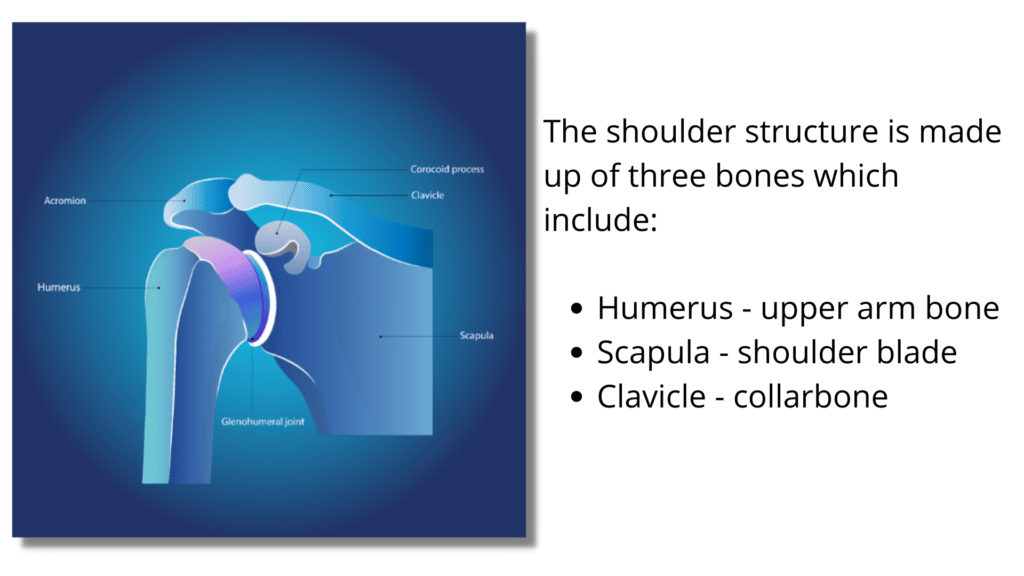 Shoulder Structure and the three kind of bones, glenohumeral joint- Chapmans Reflexes Blog Image